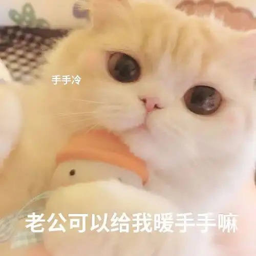  表情包谁会拒绝一只叫老公的猫猫呢