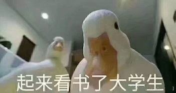 让我看看表情包漫谈