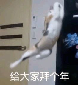 快保存最适合过年搞钱的99个猫表情包