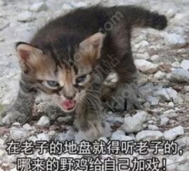 微信斗图表情包app凶狠