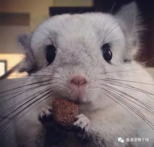  适合龙猫吃的小零食有哪些