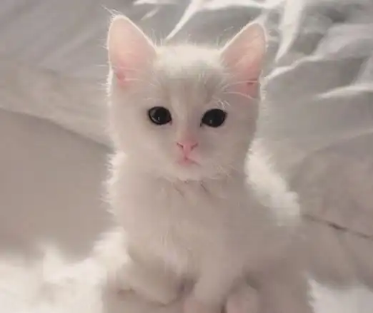  主人总是把小奶猫往嘴里塞,这表情太惊恐