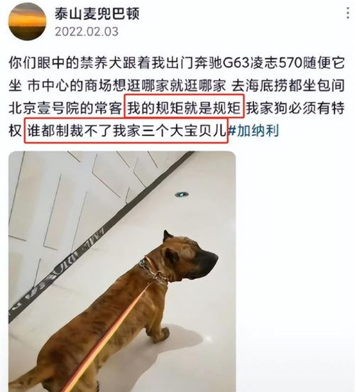 微信头像女生可爱小狗烈