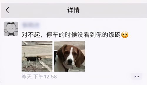  饭盆被主人压扁,狗狗一副委屈又无奈的表情这是人干的事吗