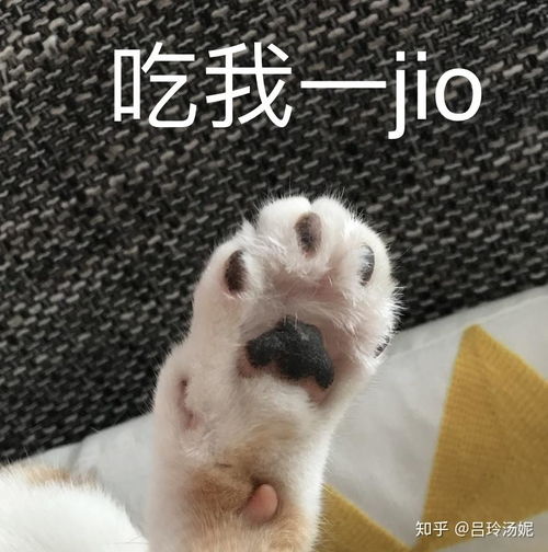  有没有沙雕橘猫的头像或表情包