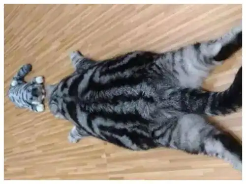  主人给爱猫买了个玩偶,没想到它却与其较起劲,常做出这个尬举来