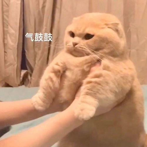 萌宠表情包你听听说的是人话吗