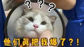  小猫出生第7天,突然失踪,还未睁开眼睛的它们如何找到妈妈