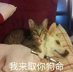  小猫qq表情包
