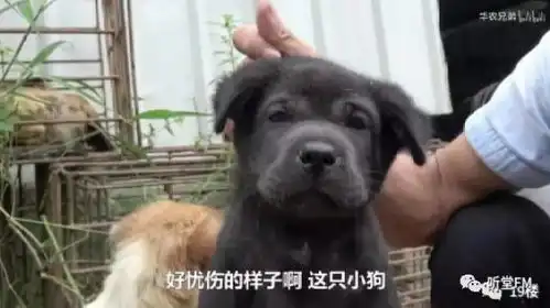  你好像中暑了来自华农兄弟的满满恶意...
