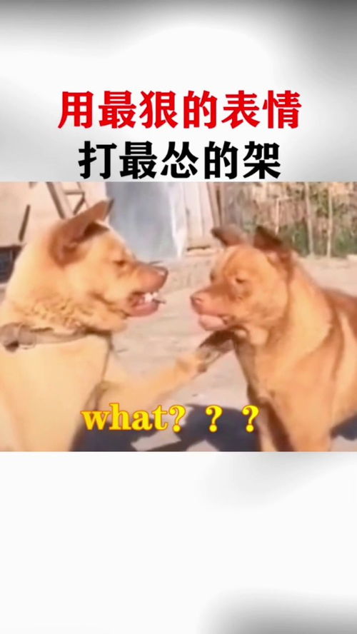 真怂表情包打架