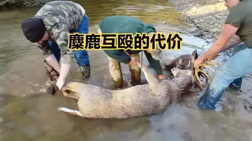  2只麋鹿打架被困好几天活着的只能等死,痛苦的表情让人心疼