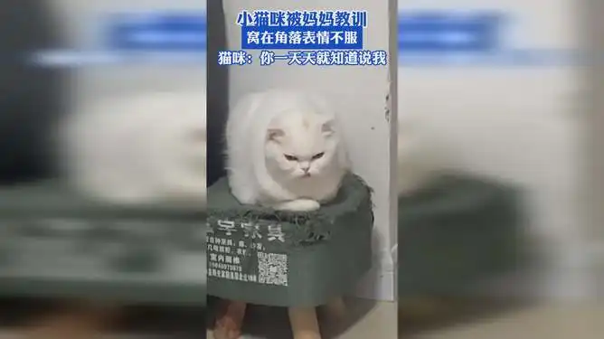 小猫咪被妈妈教训,窝在角落表情不服,猫咪你一天天就知道说我