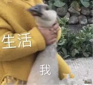 戳心窝子的国庆表情包,暴露了你的穷累忙