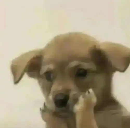  贝克汉姆女儿小七一胖一瘦,身材突变堪比王诗龄