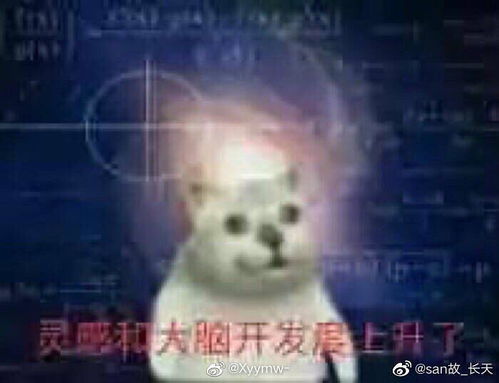 mur猫表情包智障