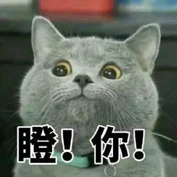  超强猎虎全市交警齐上阵宝安,明天见