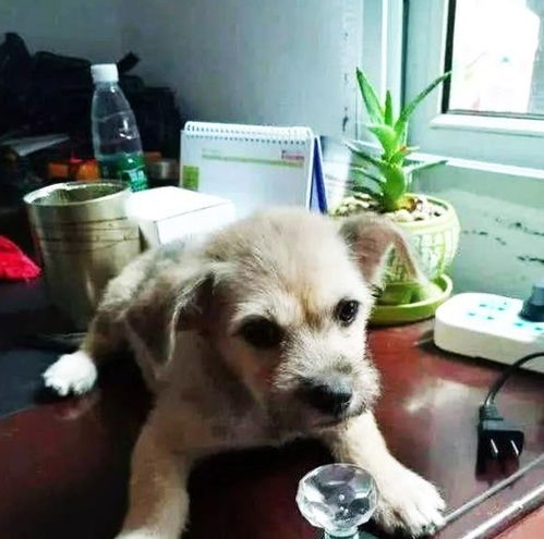  女子好心收养流浪狗,但小狗1举动惹怒老公