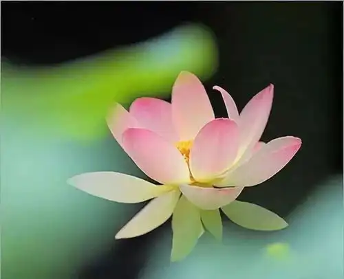  只为放下,只为慈悲