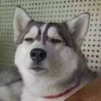  萌狗头像呆萌狗狗图片头像可爱