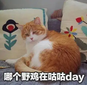  生气专用猫咪表情包
