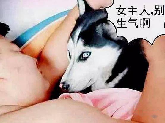  女子以为老公没回,起来一看竟占了二哈狗窝,看到二哈表情她笑抽