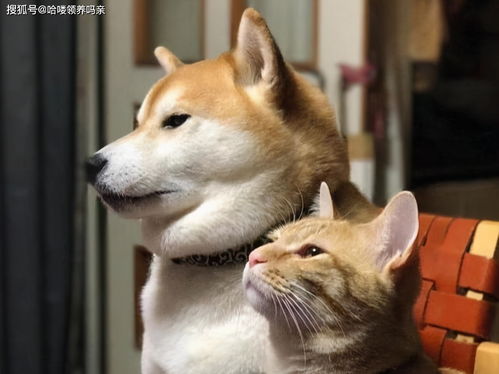  猫狗双全的烦恼怎样才能让狗不吃猫粮狗它全天都有饭我没有
