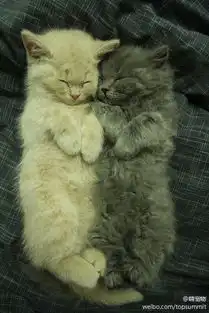 求职图片表情包灰猫