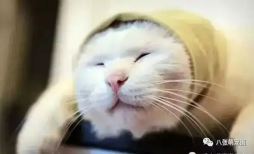  哪一瞬间,你家猫让你感觉没有白养它