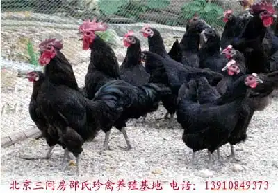  红头鸡是不是保护动物