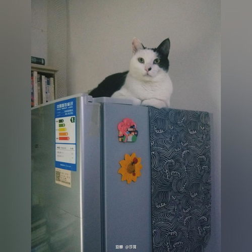  如何驯服一个高冷傲娇美男喵