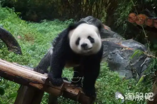  漂亮银柯今天生日快乐哈,可爱的仓鼠脸太惹人爱了