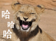  会动的哈哈哈表情包