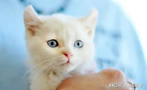  揭秘猫咪躺下打滚的真正含义,不止是喜欢你