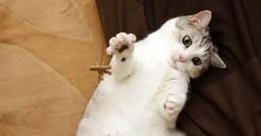  猫咪在地上打滚撒娇,可不仅仅是卖萌这么简单哦