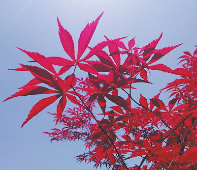  秋天的红叶有哪些种类把自然讲给你听
