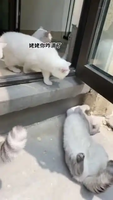  身为一只猫咋跟个狗似的干啥啥不行,打滚撒泼第一名