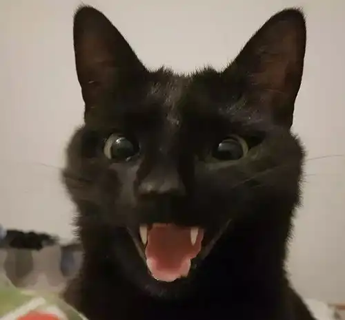  从来没有见过户外的猫第一次见到阳台,一脸震惊的表情让人笑坏了