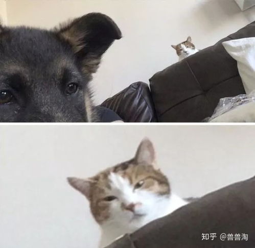  猫狗双全的人生是一种什么样的体验