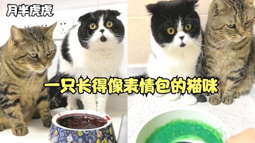 猫可爱表情包惊奇队长