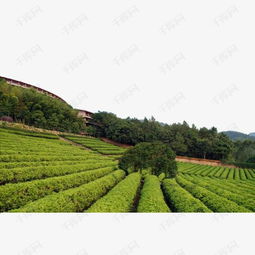  绿色茶园素材图片免费下载高清图片png千库网图片编号7137348