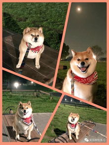  我不想我不想我不想回家这贪玩的柴犬,简直是一行走的表情包