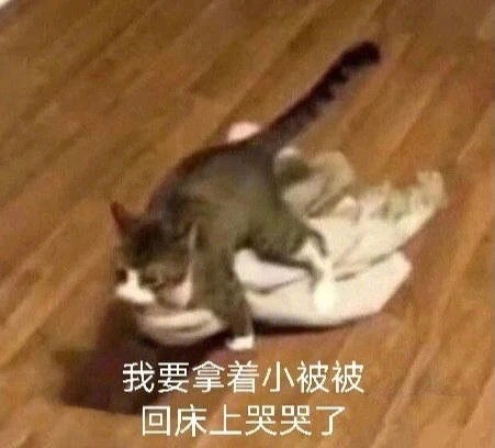  超可小狗狗小猫猫表情包