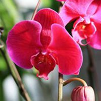  鲜艳盆栽花朵头像微信头像图片大全
