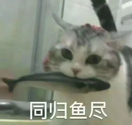 破防猫猫头表情包段子