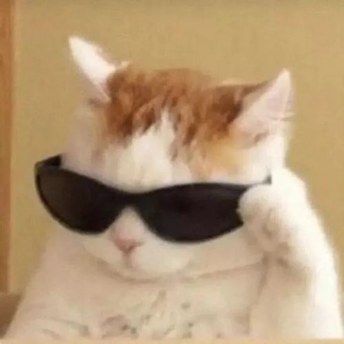  110张可爱的猫猫表情包