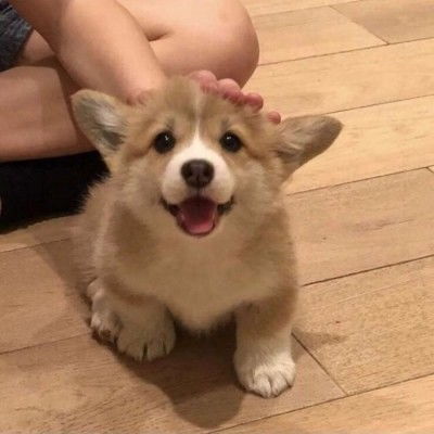  关于干饭王的沙雕文案
