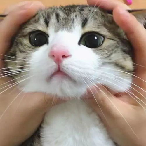  这只网红狸花猫的表情真是独一无二的可爱