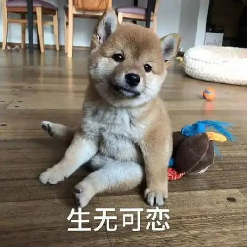  搞笑gif段子这一时刻,你让我笑出了猪叫