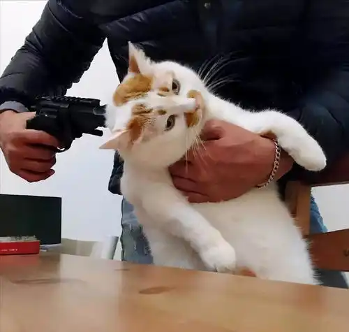  打了猫一巴掌,差点要了猫命,提示千万不要打猫这些部位